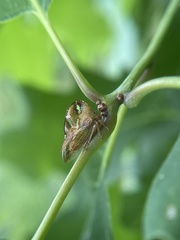 Smilia camelus