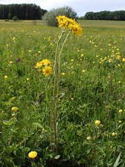 Tephroseris helenitis