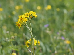 Tephroseris helenitis