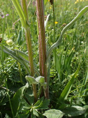 Tephroseris helenitis