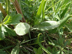 Tephroseris helenitis