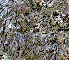 Anaptychia runcinata