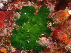 Palmophyllum crassum