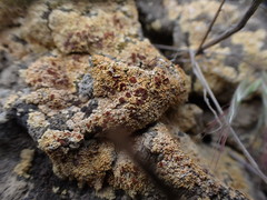 Gyalolechia desertorum