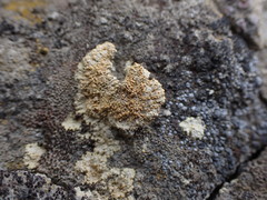 Gyalolechia desertorum