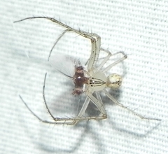 Mimetus puritanus