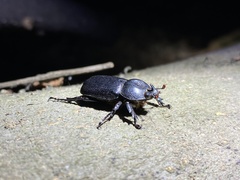 Eophileurus chinensis