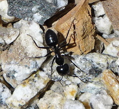 Camponotus laevissimus