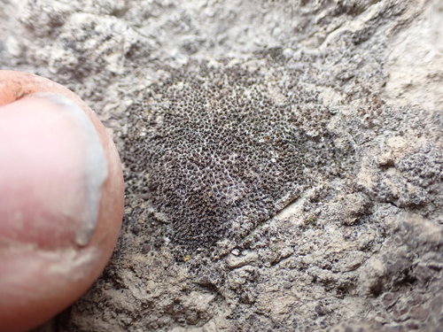 Gold Butte Moss (Didymodon nevadensis)