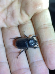 Eophileurus chinensis