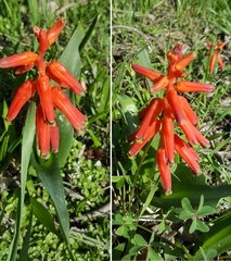 Lachenalia bulbifera