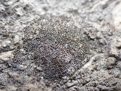 Image of Didymodon nevadensis by no rights reserved