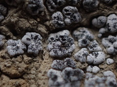 Acarospora nodulosa