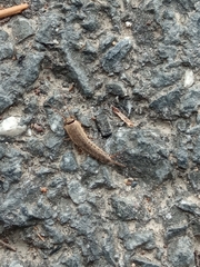 Ctenolepisma ciliatum