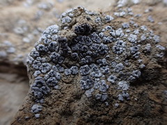 Acarospora nodulosa