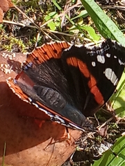 Vanessa atalanta