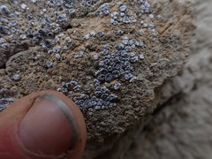 Acarospora nodulosa