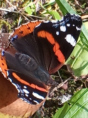 Vanessa atalanta