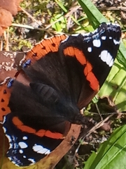 Vanessa atalanta