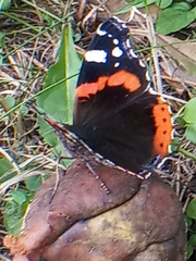 Vanessa atalanta