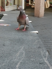 Columba livia domestica