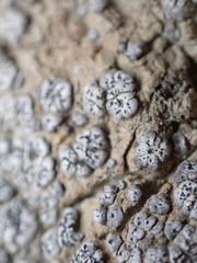 Acarospora nodulosa
