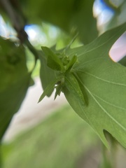 Andricus foliaformis