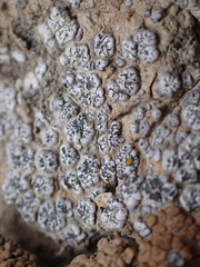 Acarospora nodulosa