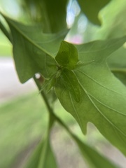 Andricus foliaformis