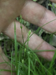 Carex disperma