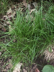 Carex disperma