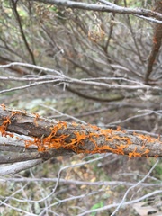 Gymnosporangium clavariiforme