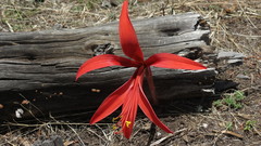 Sprekelia formosissima