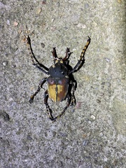 Dicronocephalus bowringi