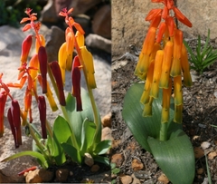 Lachenalia callista