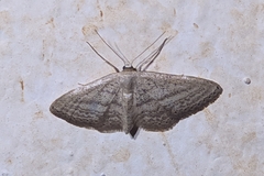 Idaea mediaria