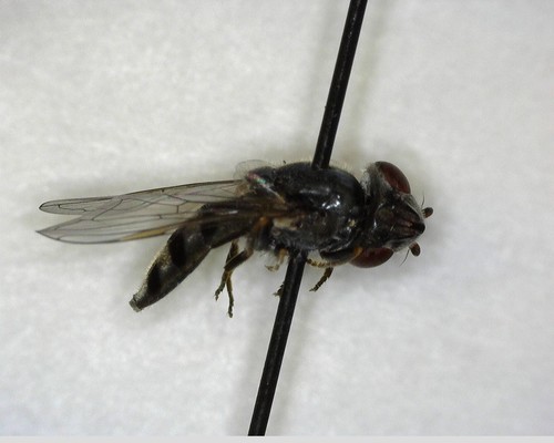 iNaturalist observation photo of Greater Punctate Sedgesitter