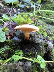 Austropaxillus boletinoides