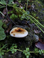 Austropaxillus boletinoides