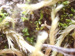 Aloina rigida