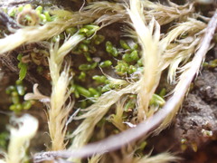 Aloina rigida
