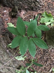 Maianthemum racemosum