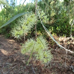 Melaleuca fluviatilis