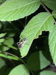 Sphedanolestes impressicollis