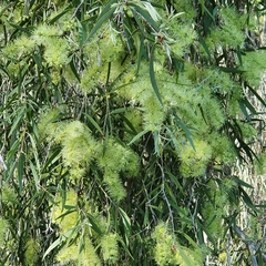 Melaleuca fluviatilis