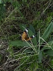 Argynnis hyperbius