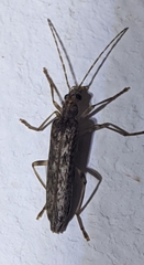 Oedemera marmorata