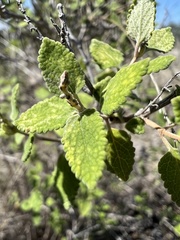 Salvia ballotiflora