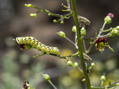 Cucullia canariensis