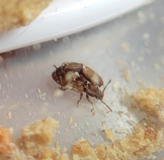 Oryzaephilus mercator